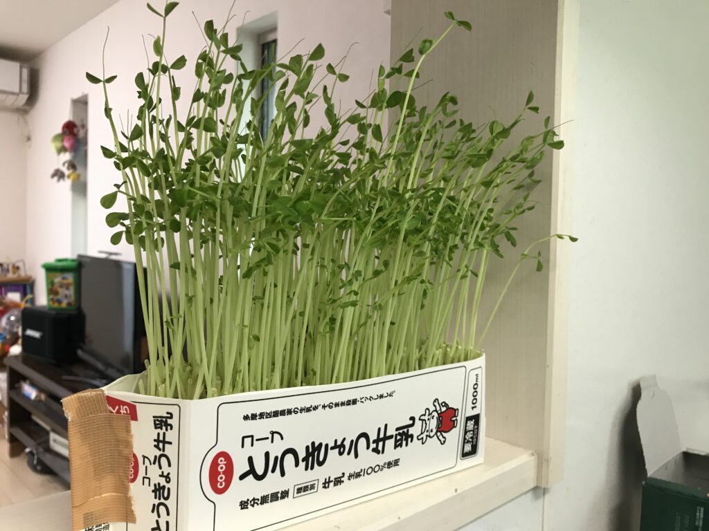 2歳イヤイヤご飯食べない食育