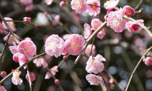 開催中止 羽根木公園梅まつり 世田谷梅まつり 21年 開花予想 見頃はいつ 屋台や見どころ情報はこちら ３姉妹ママ発信 子育てあるあるblog