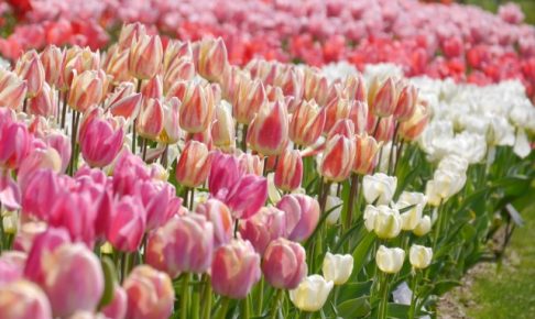 チューリップ祭り19 関東 子供も楽しめる名所おすすめ５選 ３姉妹ママ発信 子育てあるあるblog